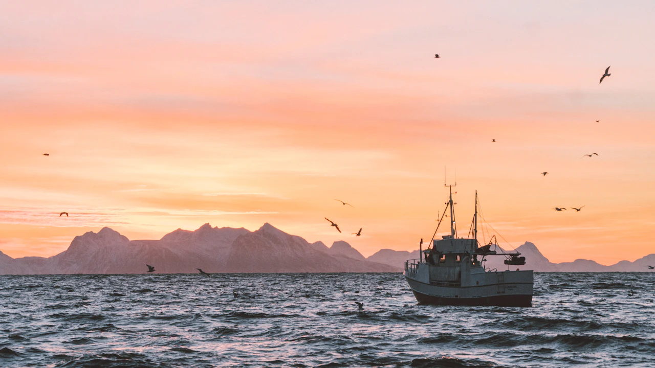 Fishing boat at sunset with seabirds overhead
