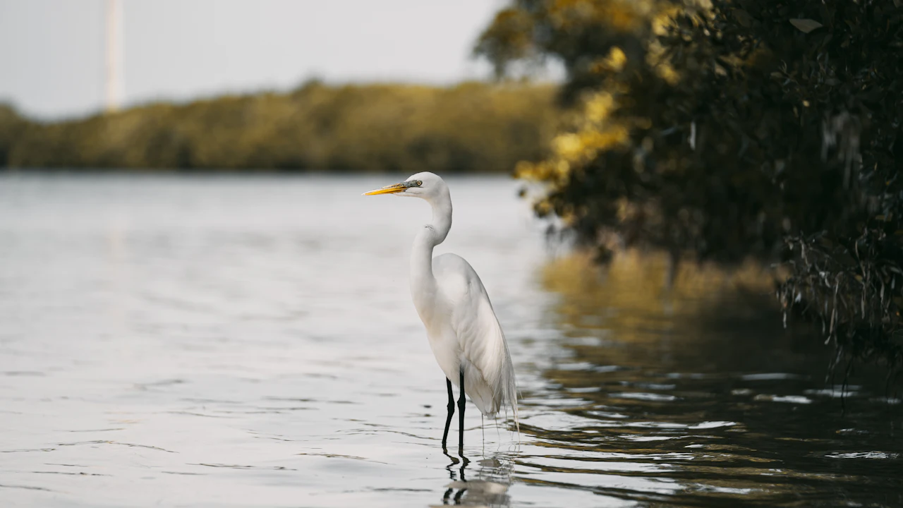 Great egret wading in calm shallows beside mangroves