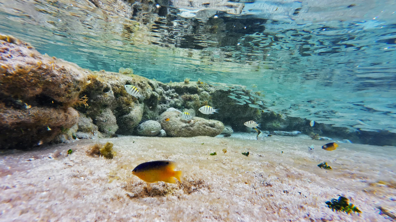 Small fish over a sandy bottom in clear shallow water