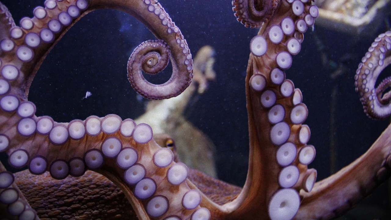 Close view of an octopus arm curling to show two rows of suckers