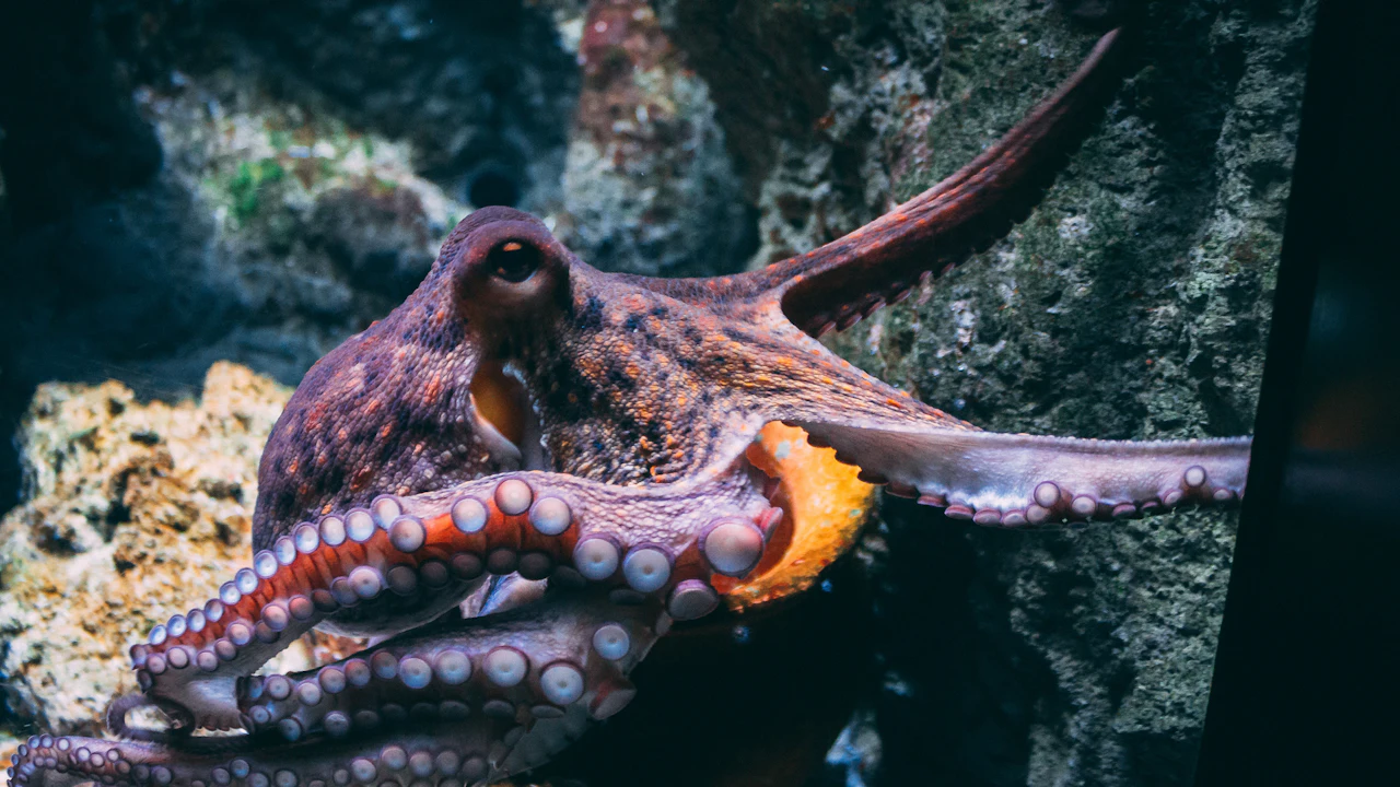 Octopus spreading its arms across rocks