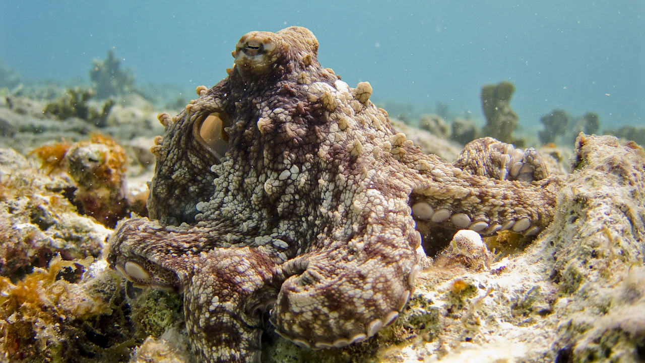 Octopus spreading its arms over a coral reef in clear blue water