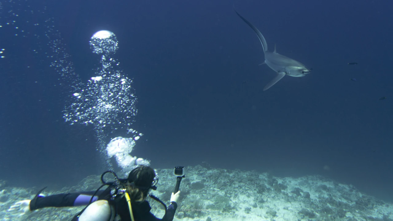 Diver with a camera on the bottom as a shark passes overhead