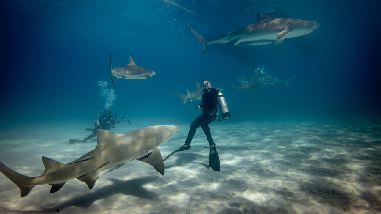 Diver kneeling on sand as sharks swim past