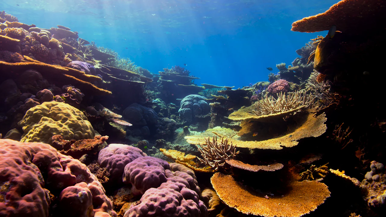 Healthy coral reef with schools of small tropical fish in sunlight