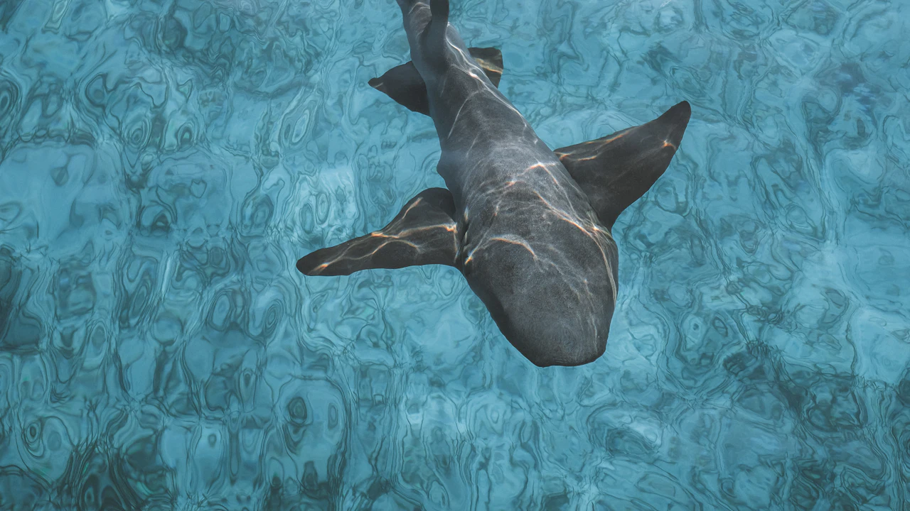 Nurse shark swimming over a sandy seabed