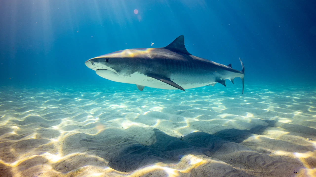 Shark gliding over sunlit sand