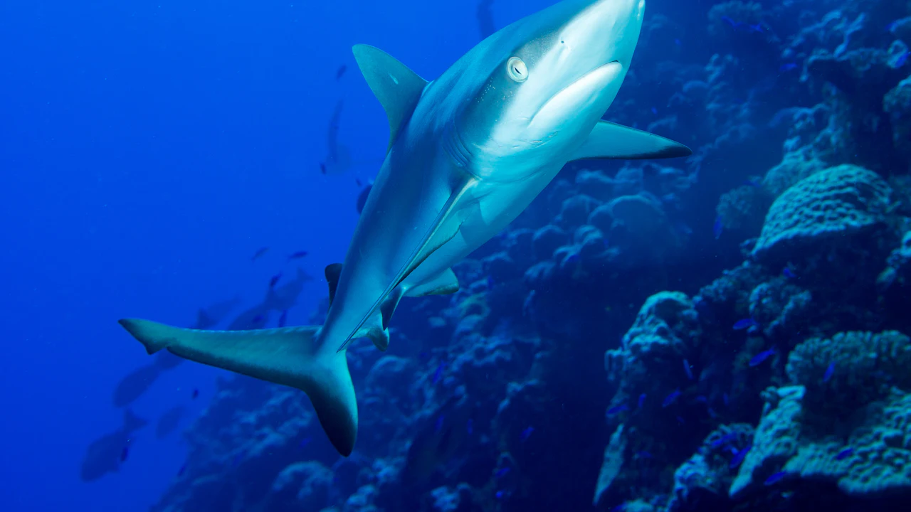 Shark swimming over a coral reef in blue water