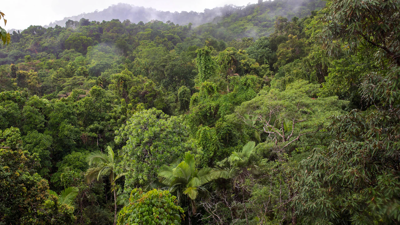 Dense green tropical forest on a hillside