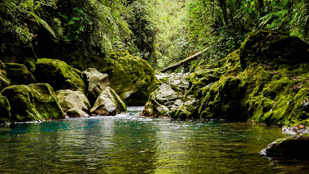 Clear river winding between thick green trees in a tropical forest