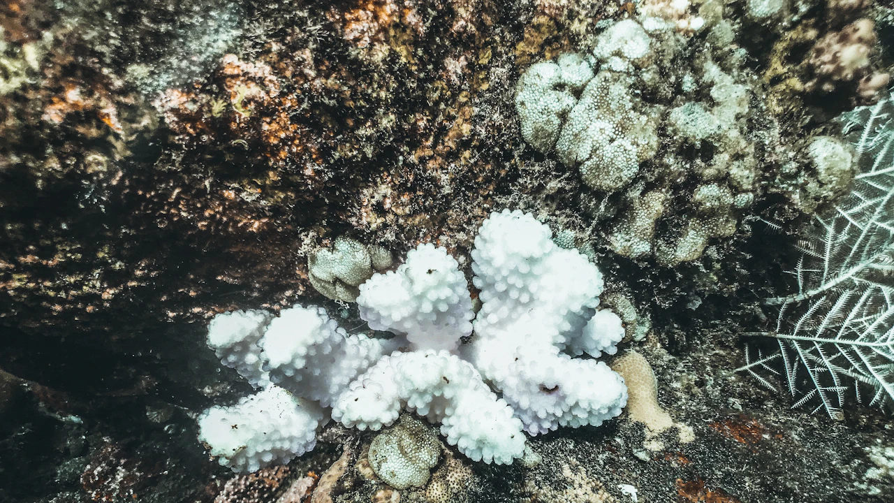 White bleached corals beside healthy brown corals on a shallow tropical reef