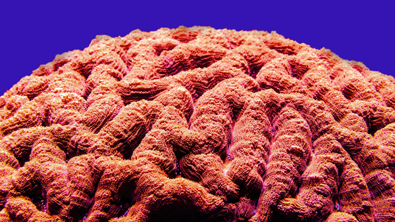 Close view of a brain coral with its grooved surface