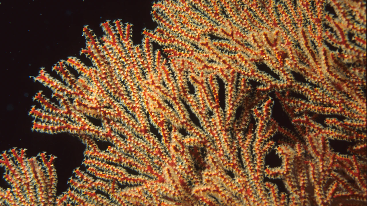 Close view of a sea fan with its tiny polyps open