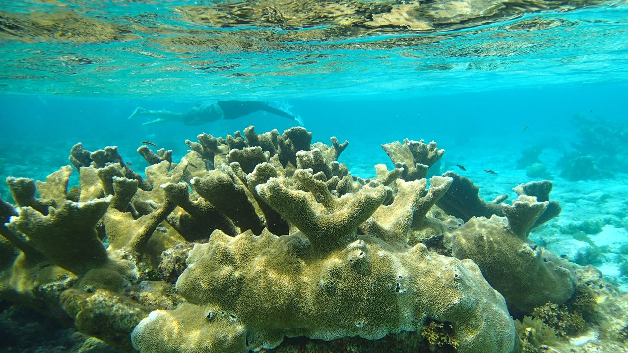 Coral colony growing in clear, shallow water