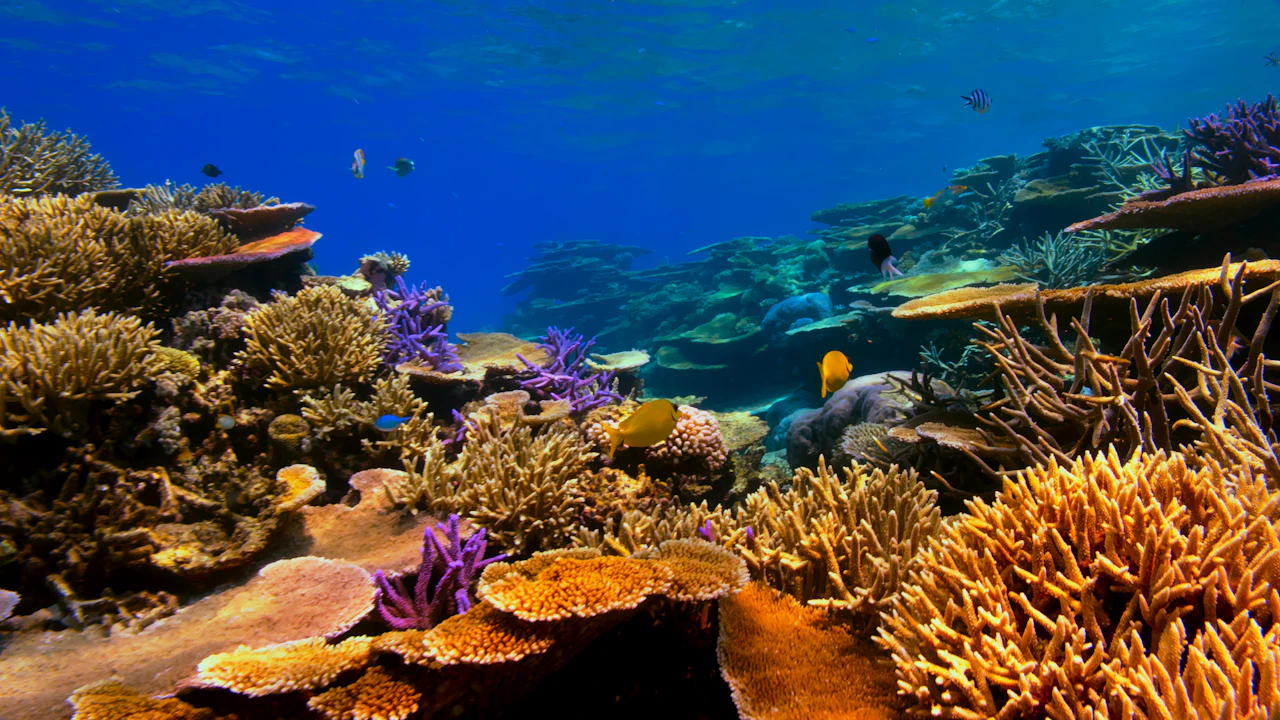 Healthy shallow coral reef with small fish swimming above it