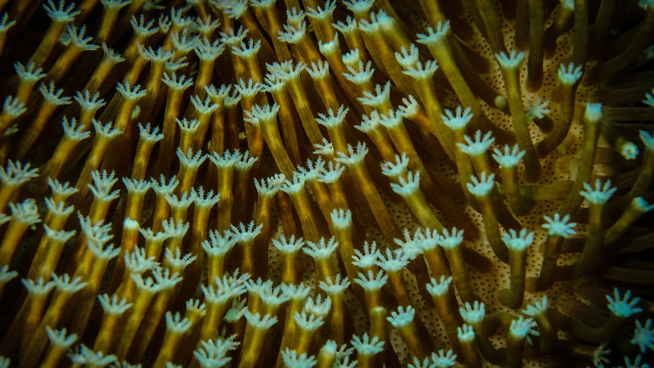 Close view of coral polyps extended over a stony coral head