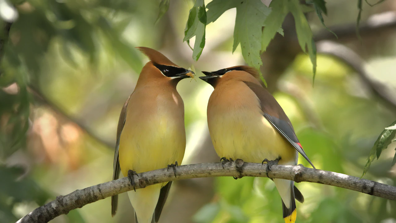Pair of cedar waxwings touching beaks on a branch
