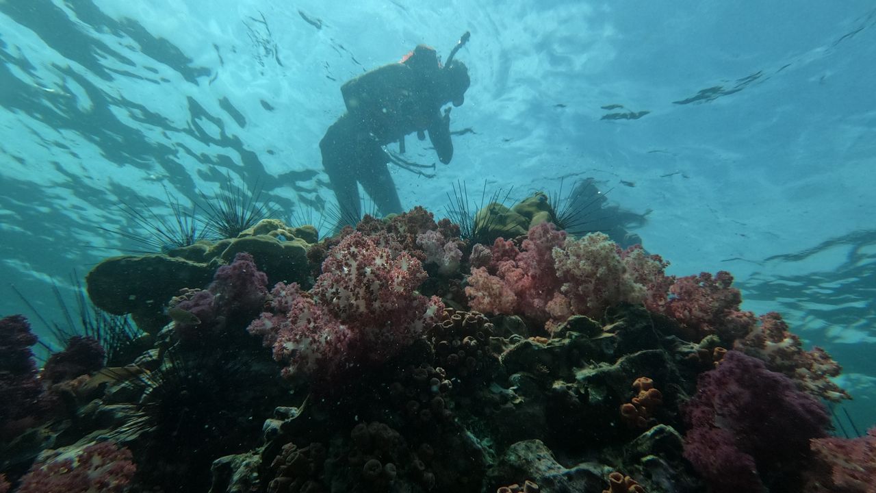 Scuba diver hovering over a colorful coral reef