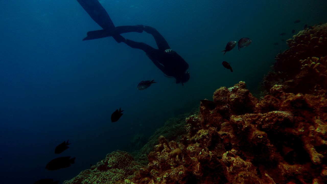 Scuba diver swimming over a coral reef