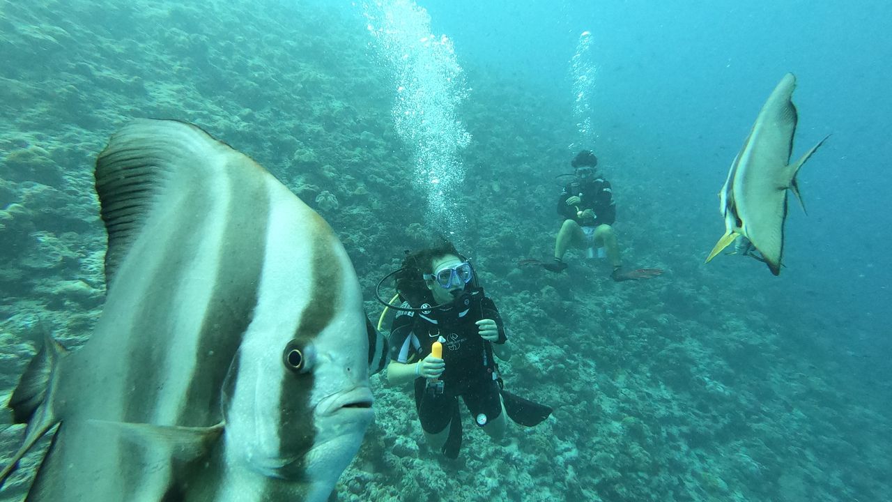 Scuba divers swimming with large fish over a reef