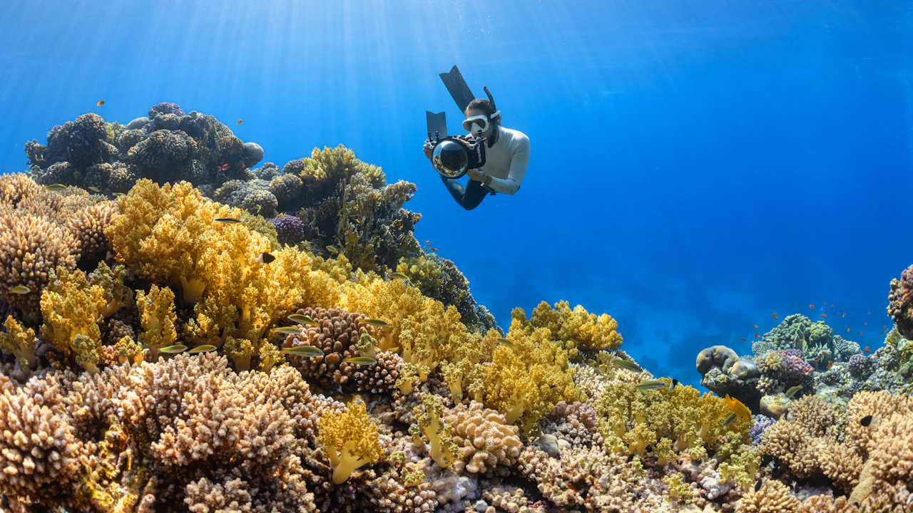 Scuba diver hovering above a coral reef