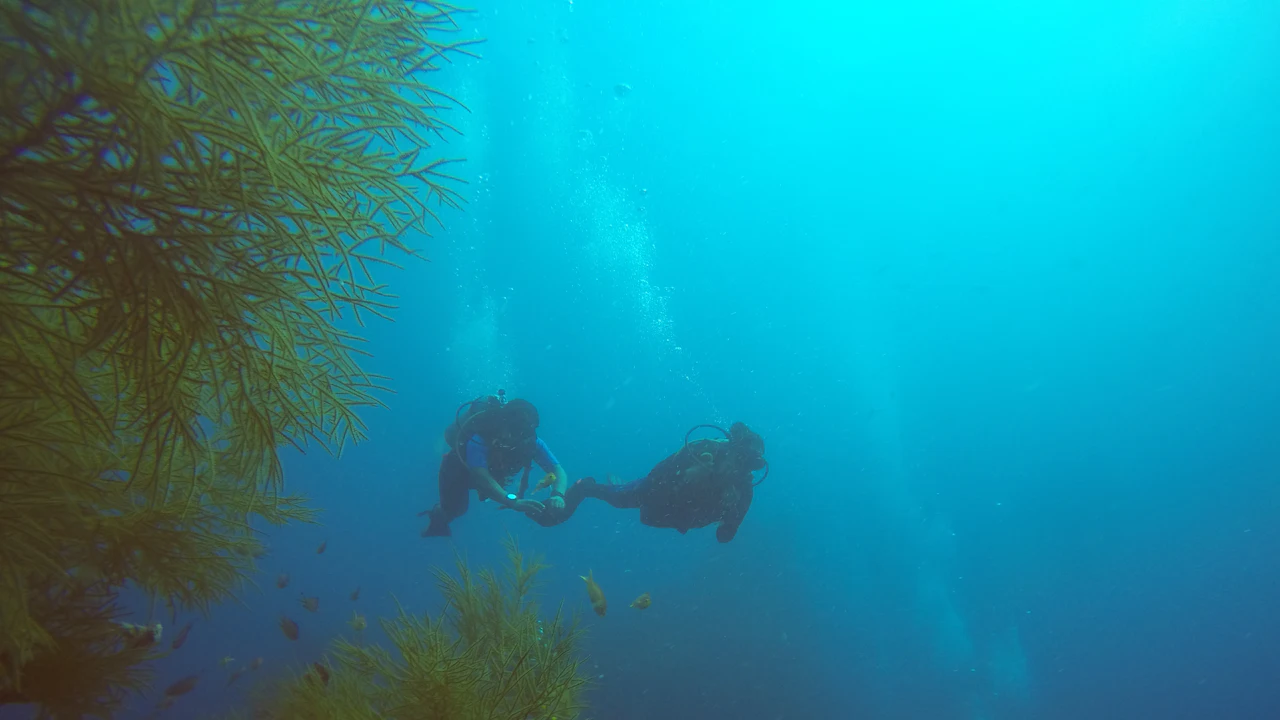 Two divers swimming together in blue water