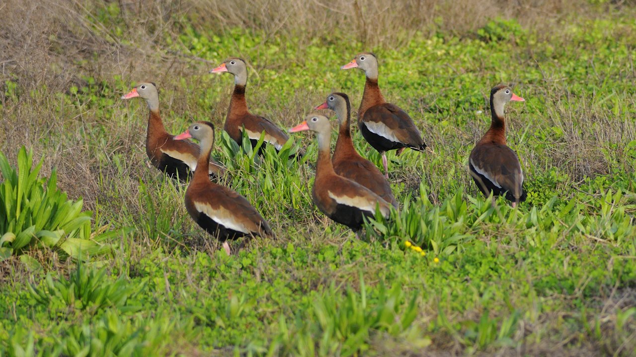 Black-bellied whistling ducks standing in the grass