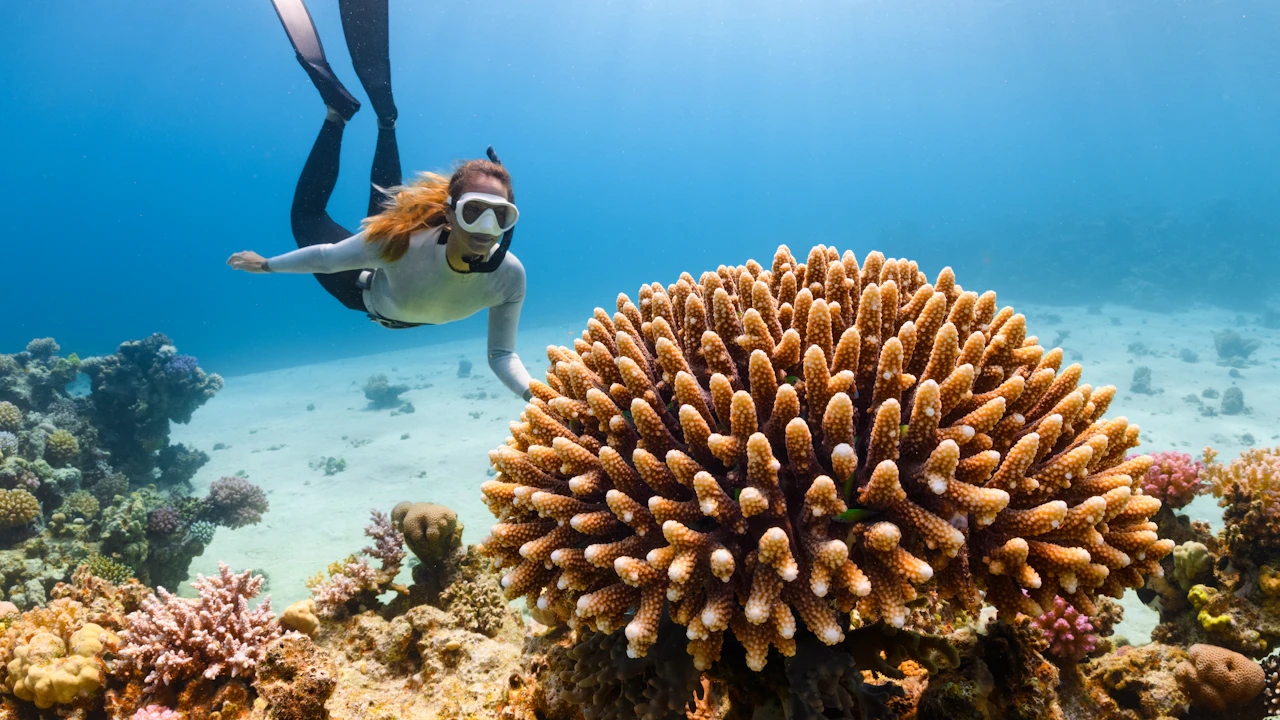Snorkeler in long fins swimming down beside a large rounded coral head