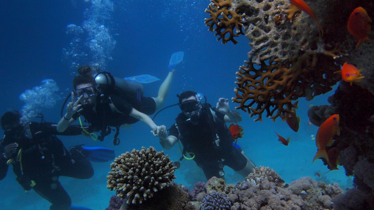 Divers swimming beside a colorful reef