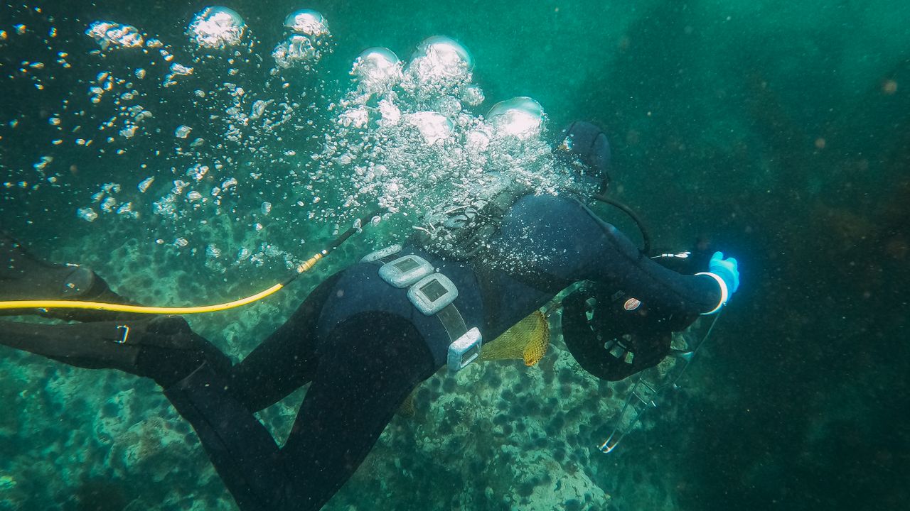 Scuba diver in a full wetsuit hovering above a coral reef