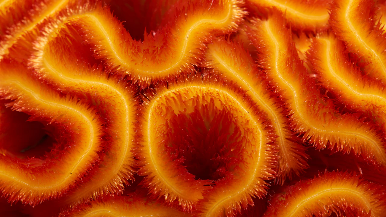 Close view of a coral surface in orange tones