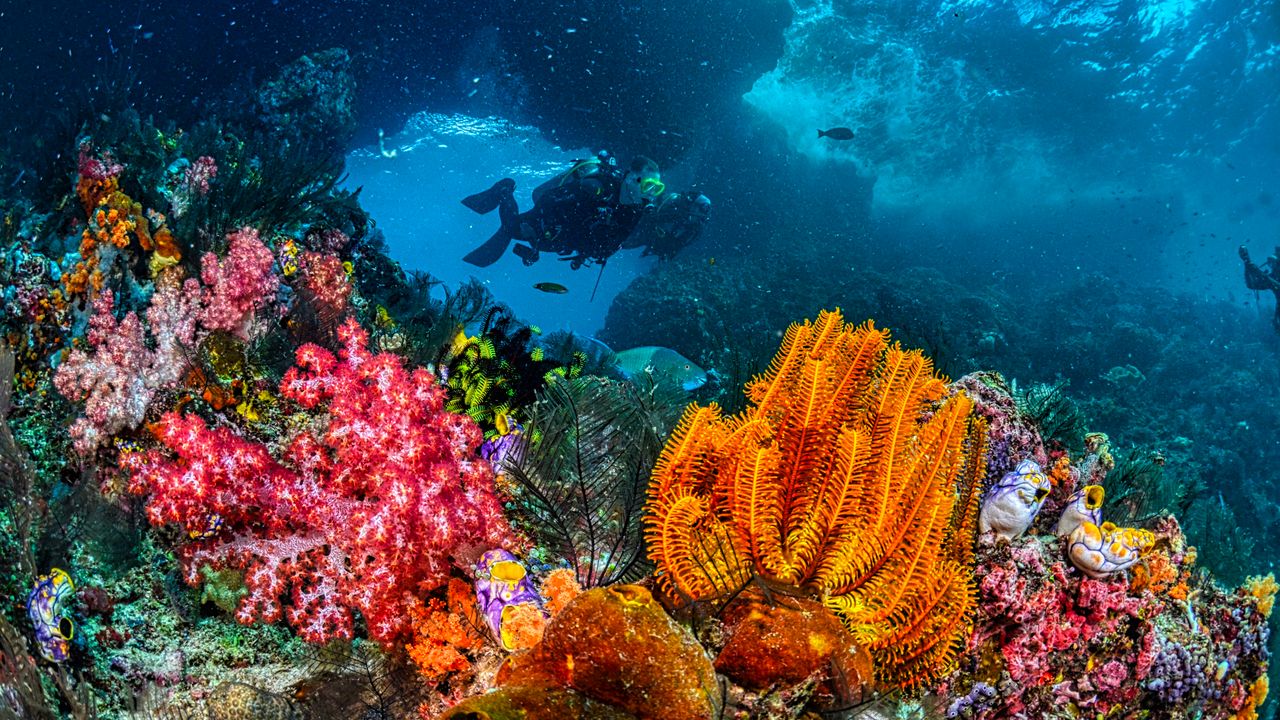 Colorful soft corals with a diver in the distance
