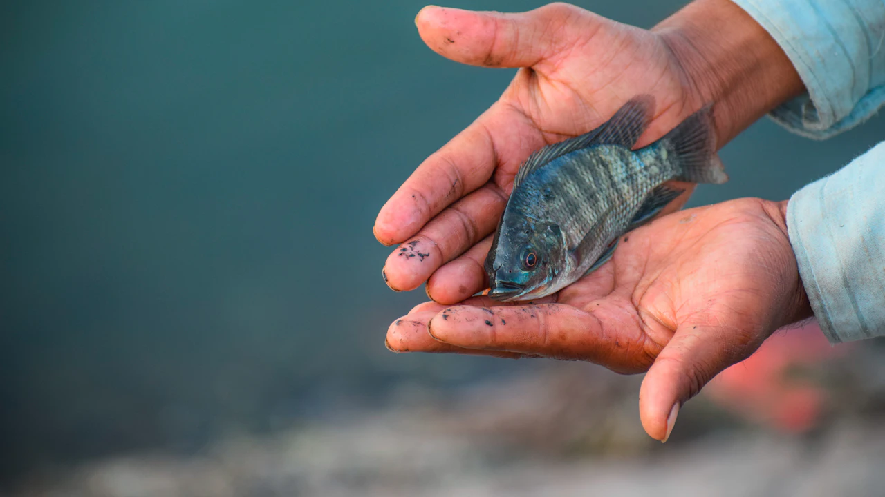 Two hands holding a small fish above the water