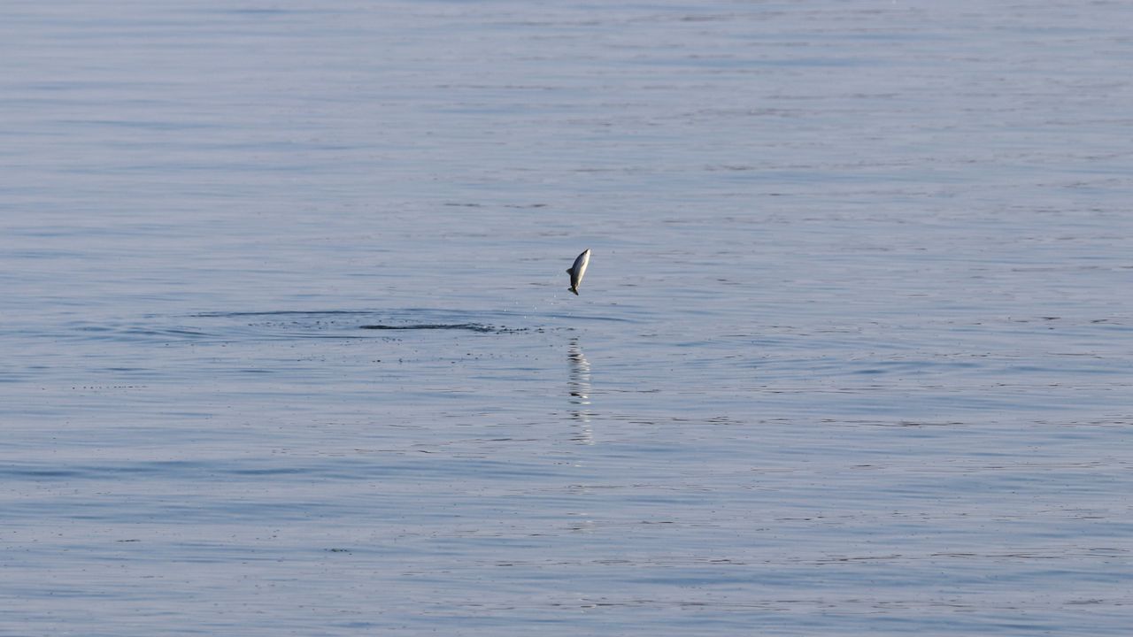 Small fish leaping from calm open water