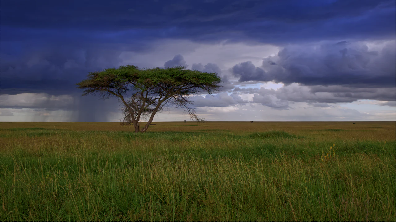 Open grassland with a lone tree under storm clouds