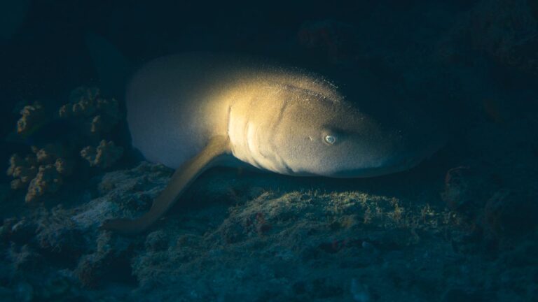 Nurse shark resting on the reef floor, lit by a dive torch