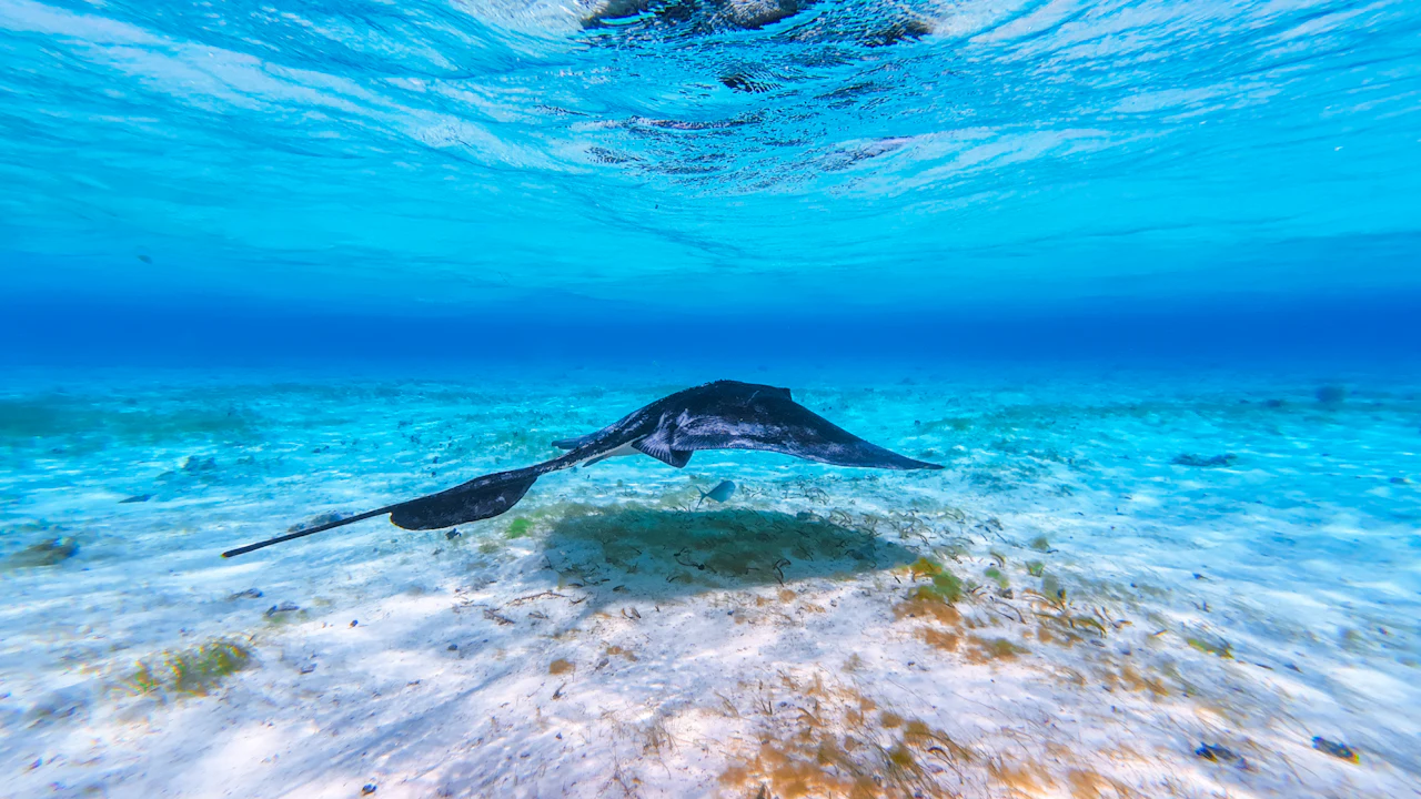 Ray gliding above a sandy sea floor