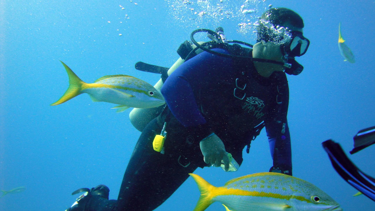 Diver breathing from a regulator among yellow fish