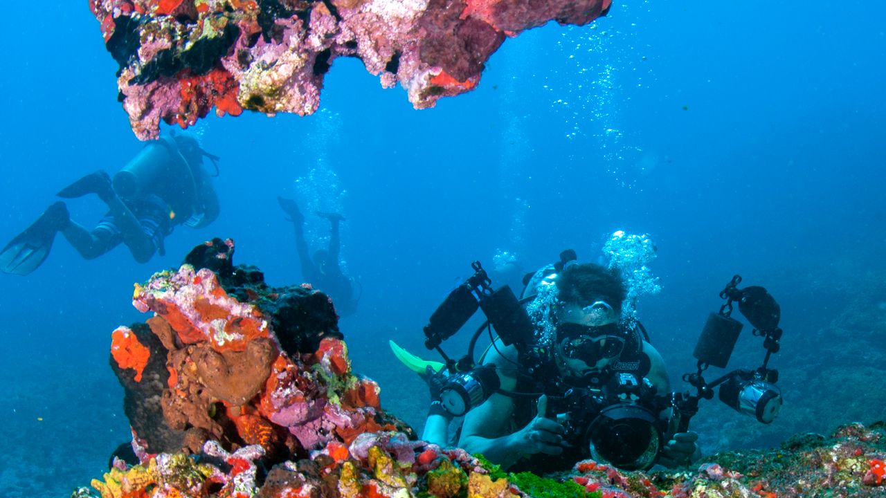 Divers with cameras along a coral reef
