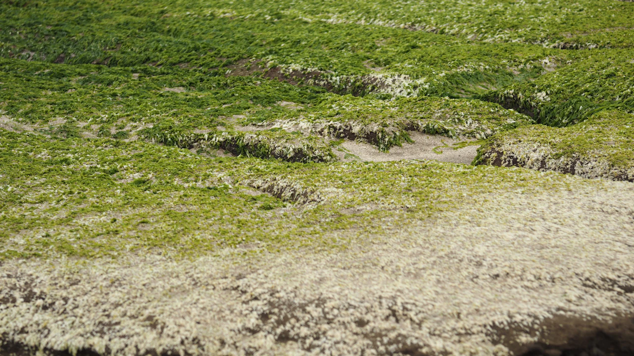 Shoreline at low tide with exposed seagrass