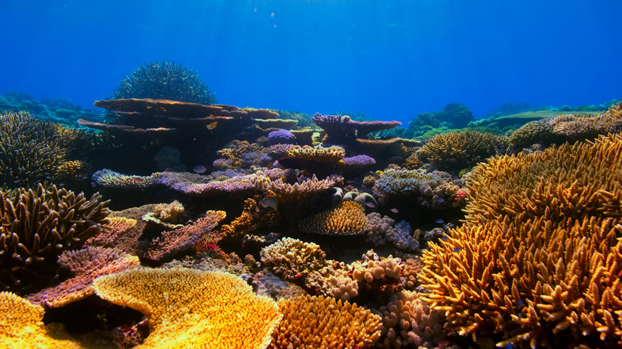 Shallow coral reef in clear water