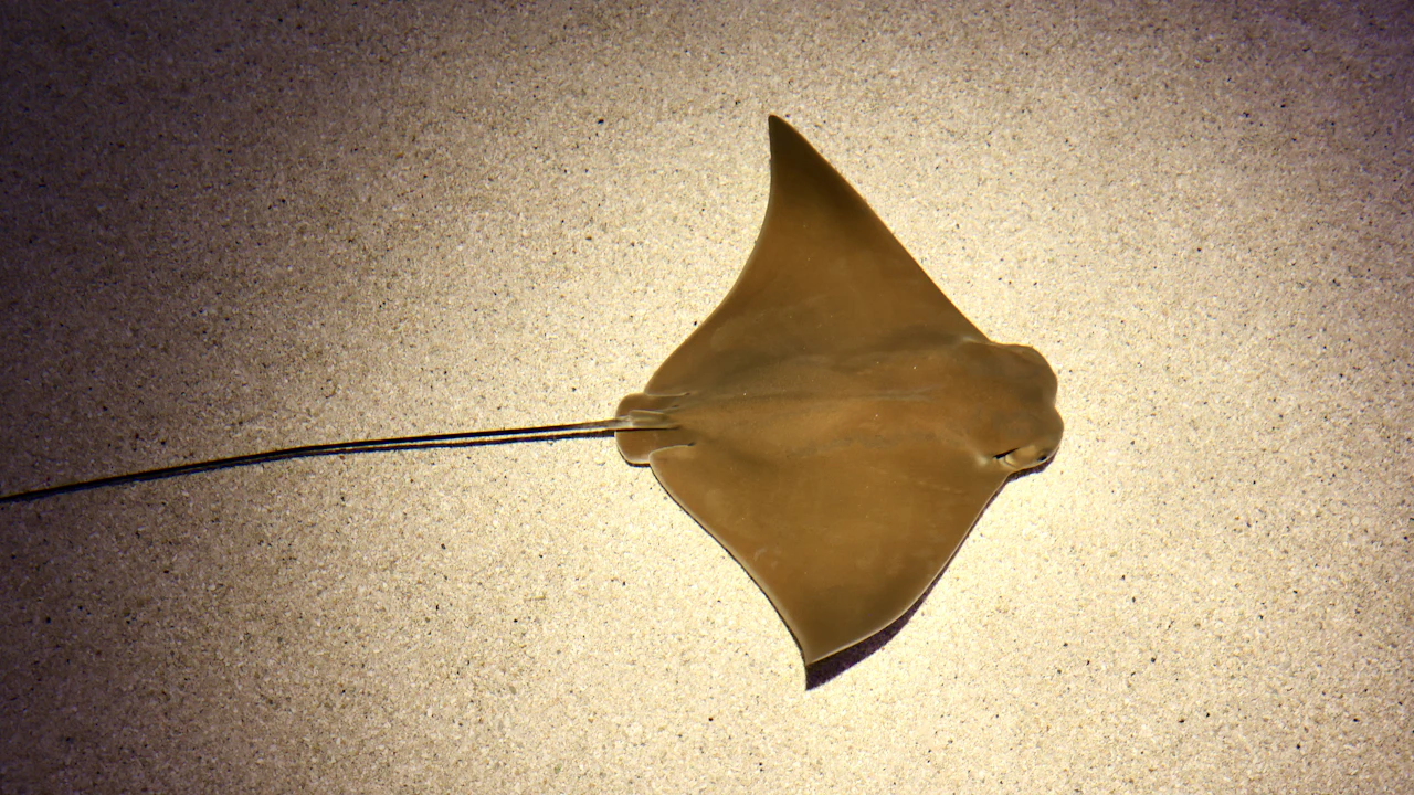 Ray seen from below against a pale background