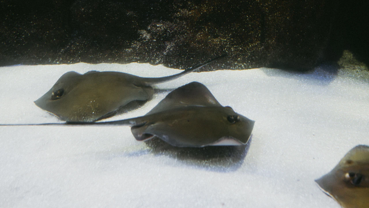 Stingrays resting on pale sand