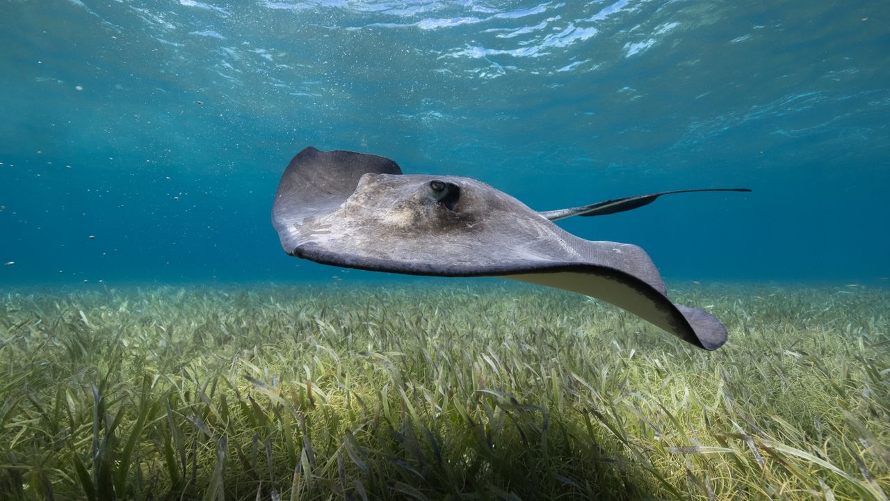 Stingray gliding low over a seagrass bed in shallow water