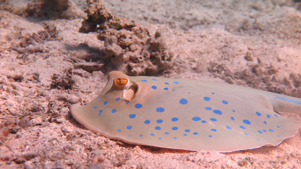 Blue-spotted stingray on a sandy bottom