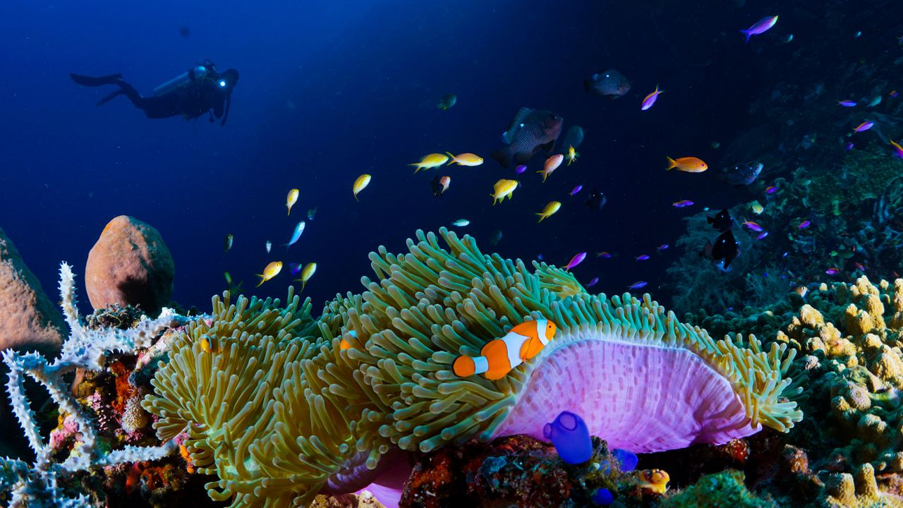 Diver above a reef with anemones and clownfish