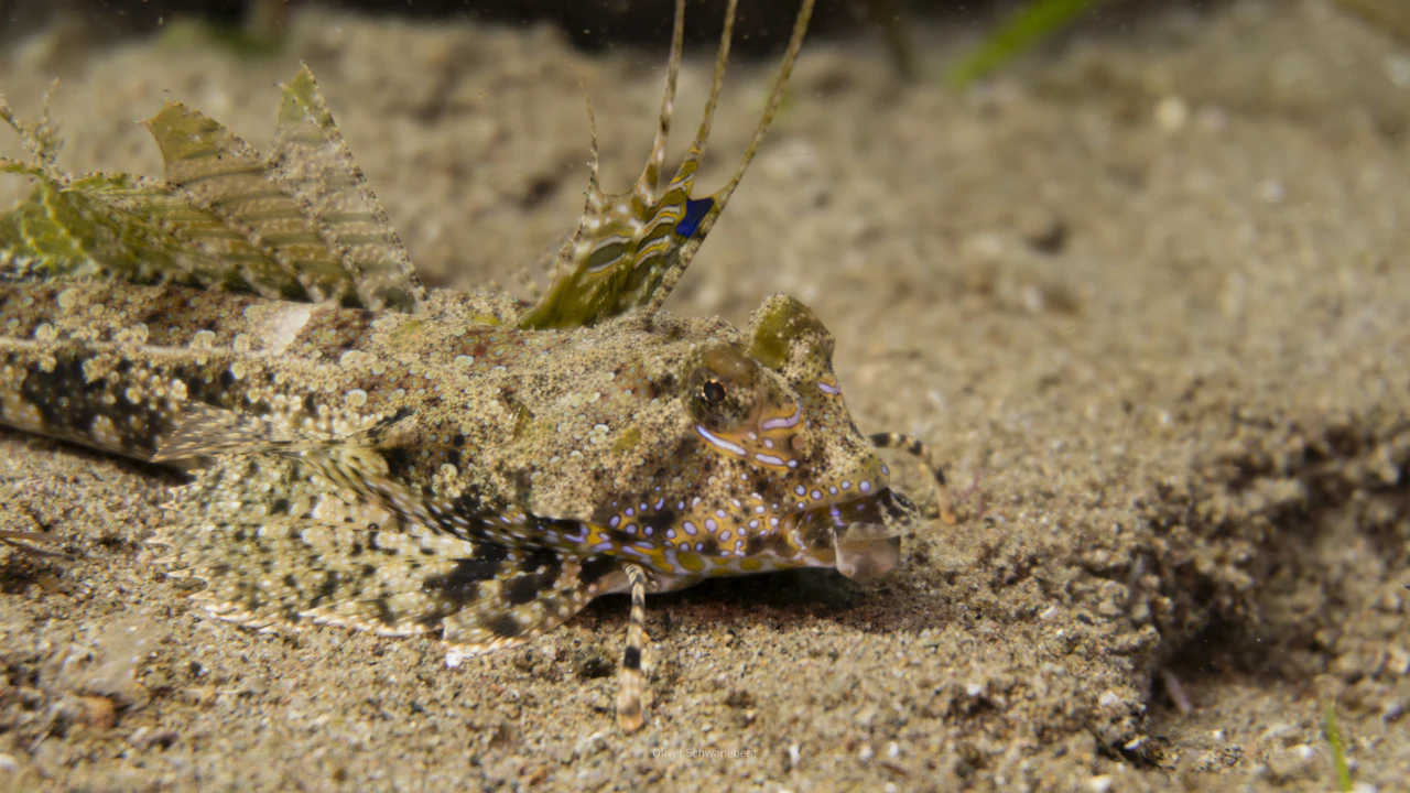 Camouflaged fish resting on a sandy bottom
