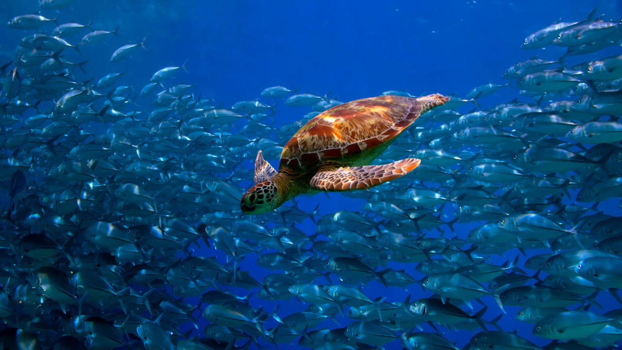 Sea turtle swimming slowly above a colorful coral reef
