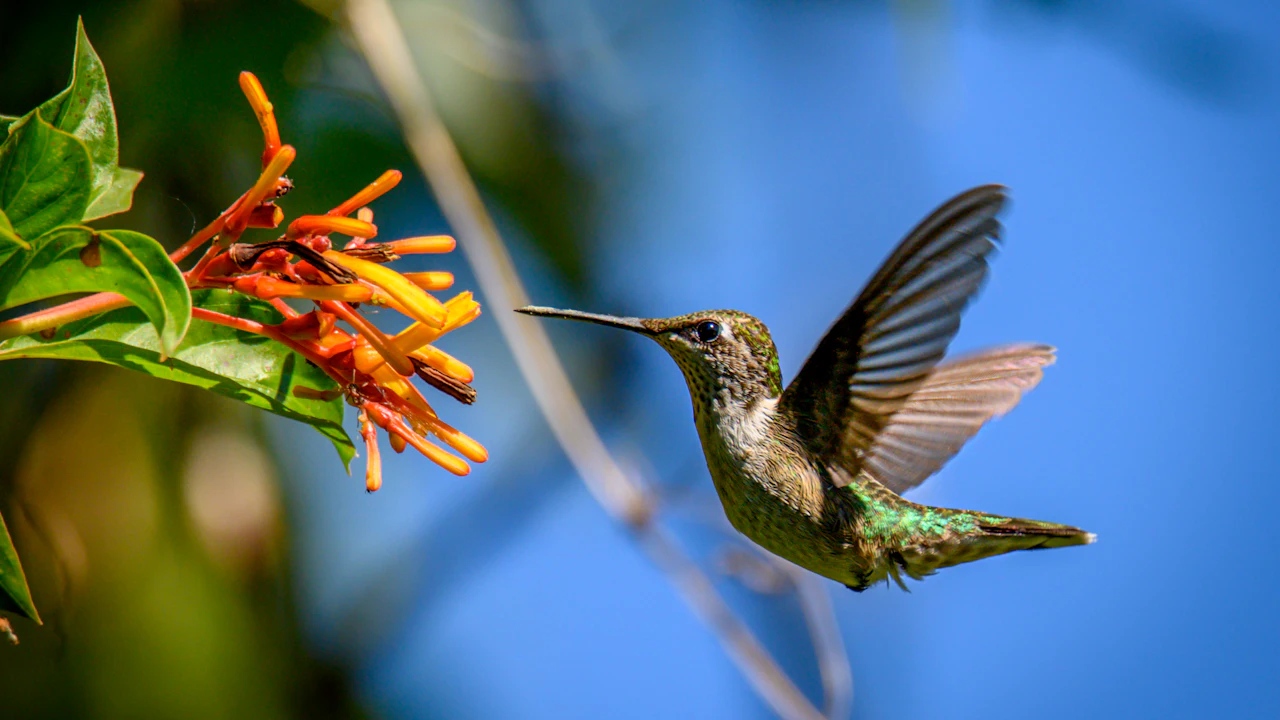 Hummingbird hovering beside red tubular flowers