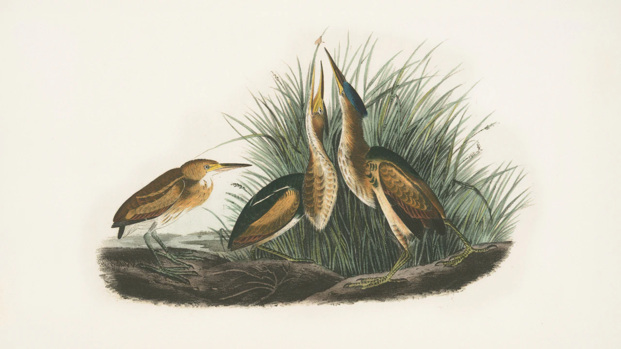 Vintage illustration of bitterns among reeds